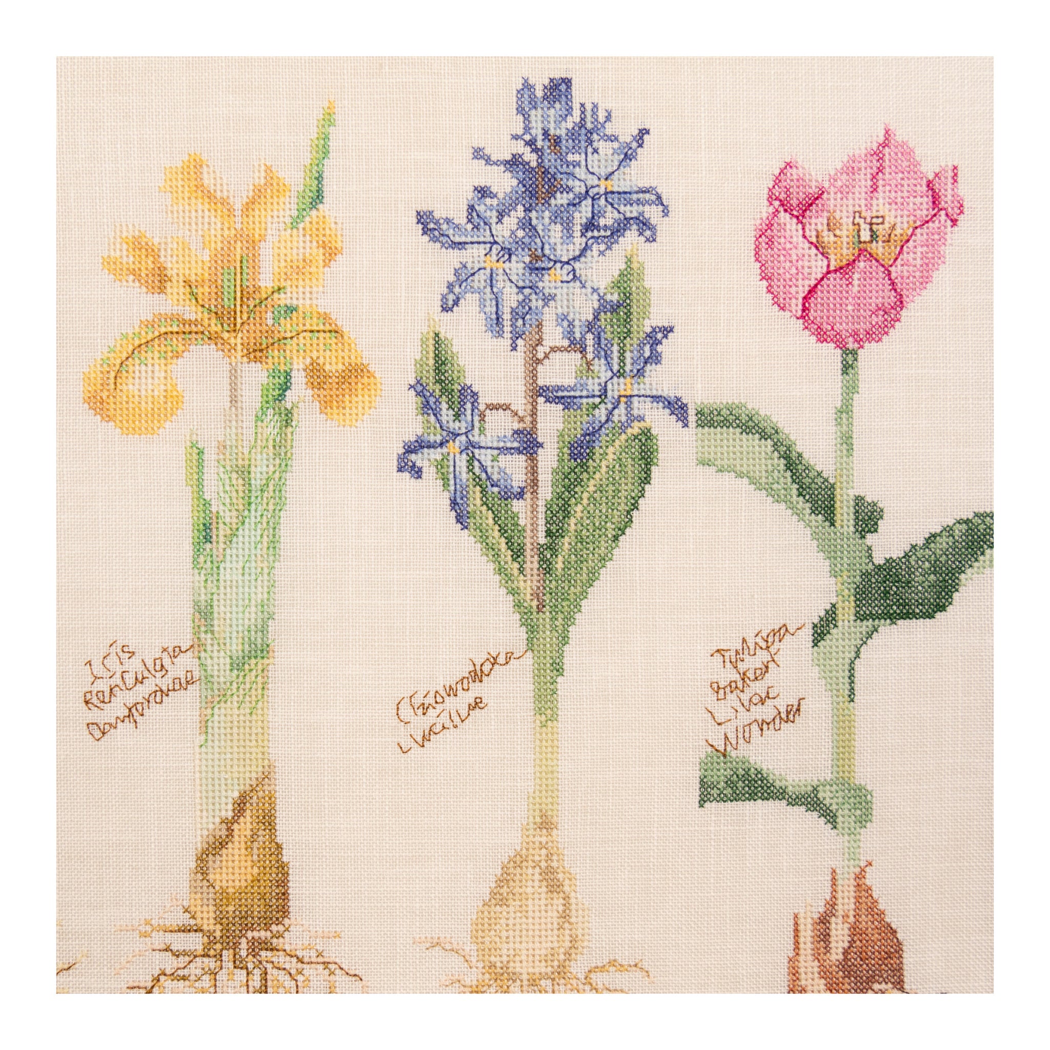 Bulbs - Linen - 32 count - 1087