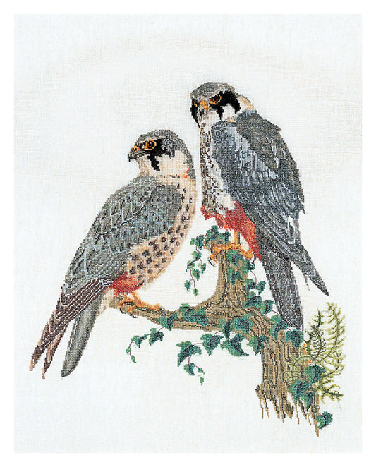 Falcons - Linen - 32 - 2024