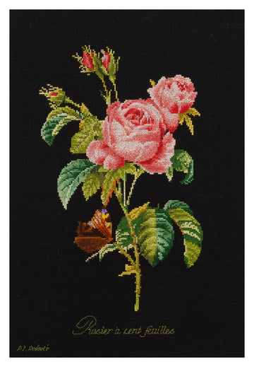 Rose Redouté - Aida Black - 18 - 2030.05