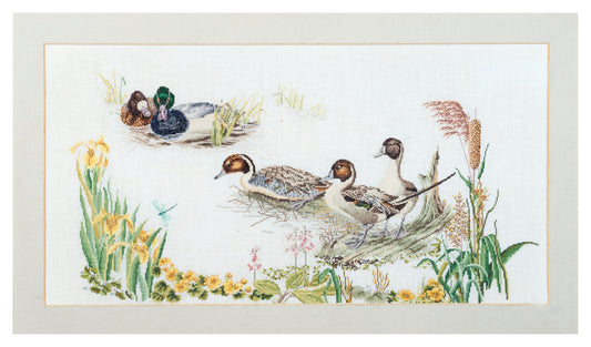 Ducks  - Aida - 18 - 2064A