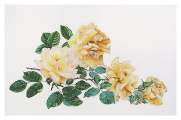 Peace Rose - Aida - 18 - 429A-Thea Gouverneur Since 1959