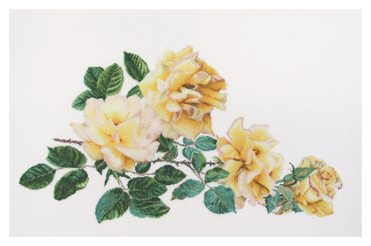 Peace Rose - Aida - 18 - 429A