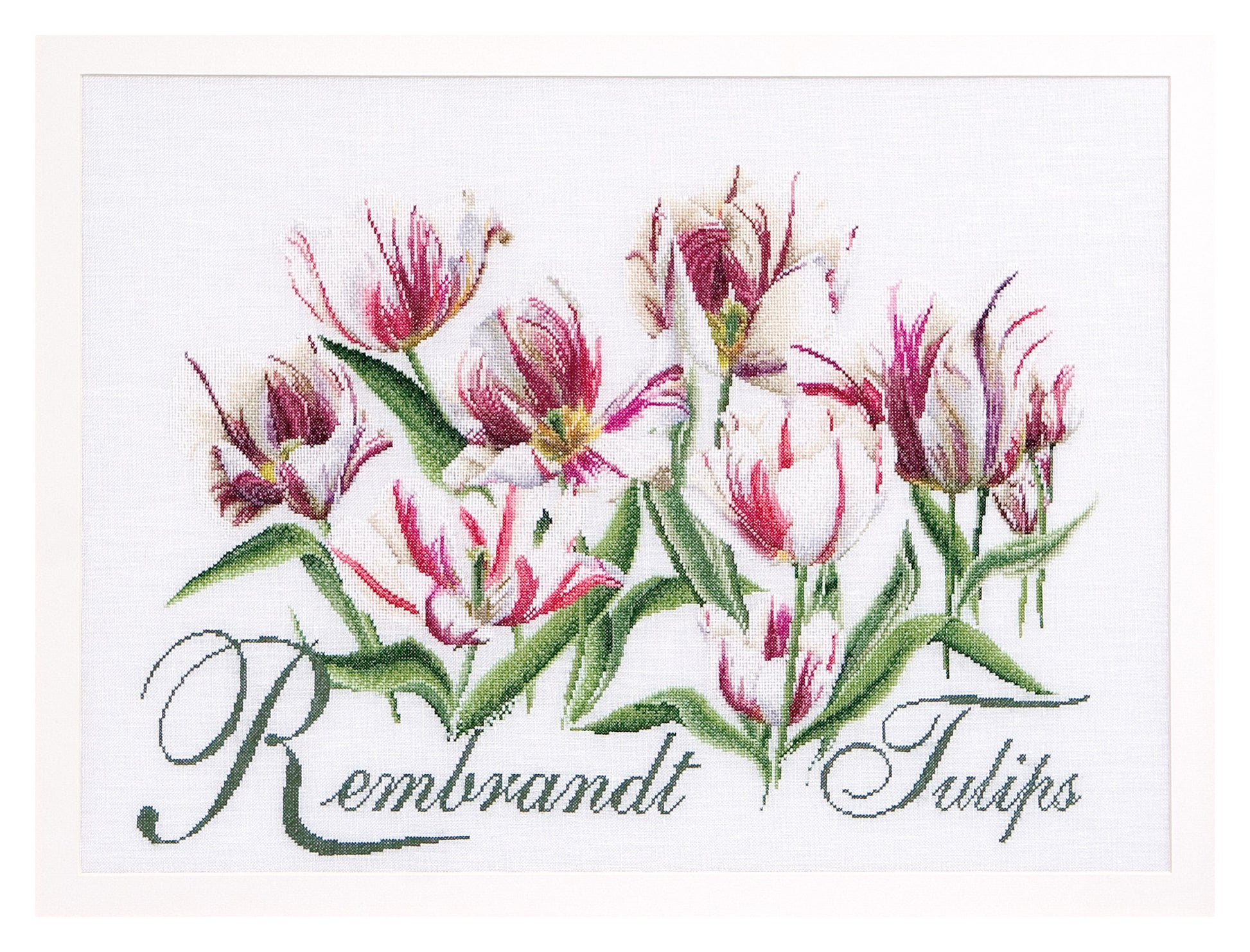 Rembrandt Tulips - Aida - 16 - 447A-Thea Gouverneur Since 1959