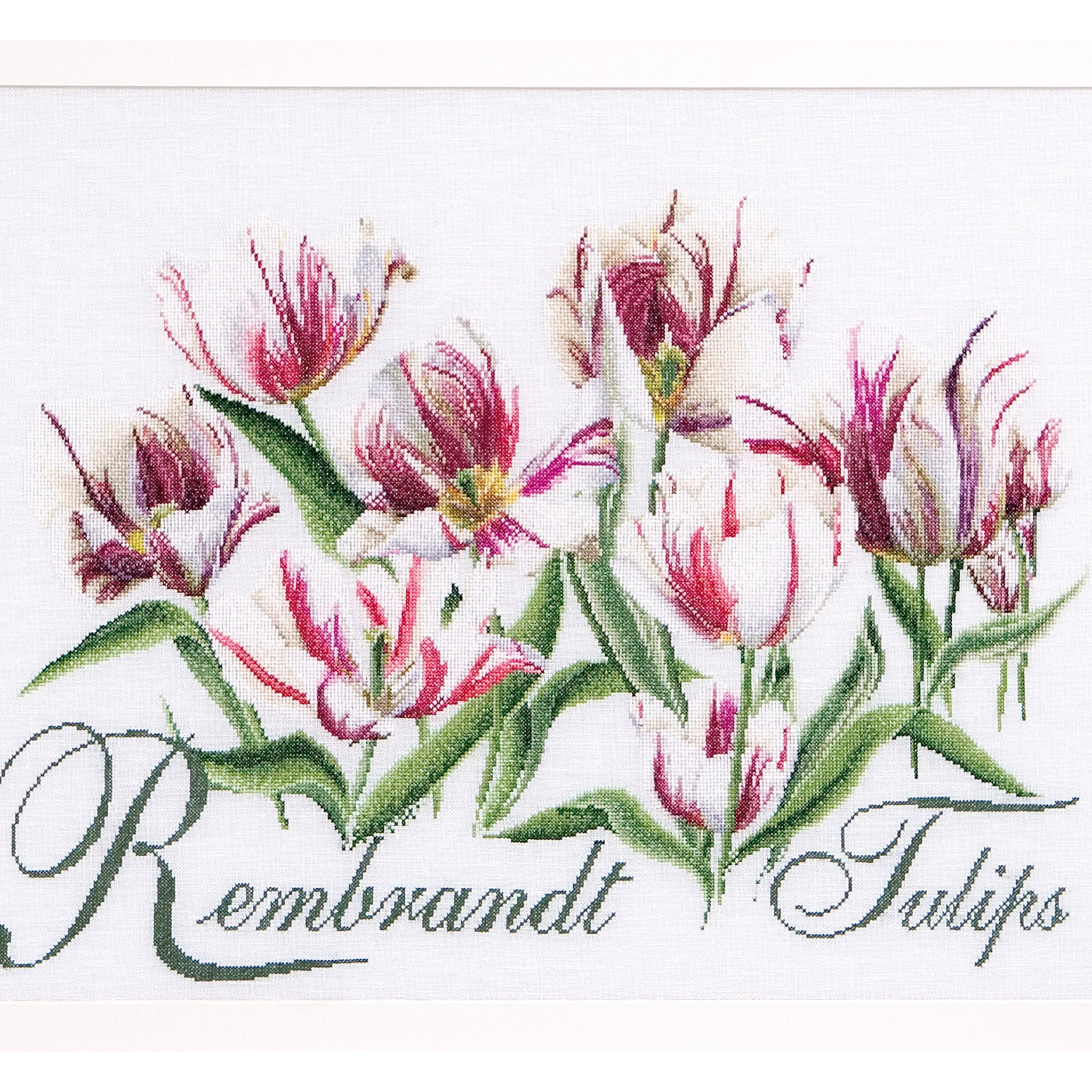 Rembrandt Tulips - Aida - 16 - 447A