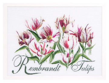 Rembrandt Tulips - Aida - 16 - 447A