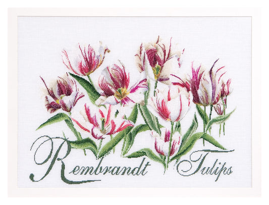 Rembrandt Tulips - Aida - 16 - 447A