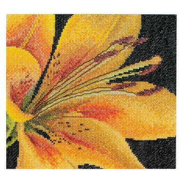 Lily - Aida - 18 - 486A