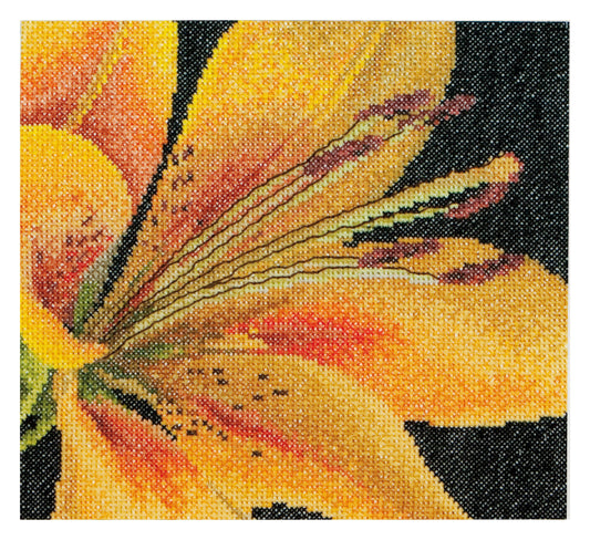 Lily - Aida - 18 - 486A