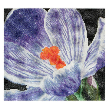 Krokus - Aida - 18 - 487A