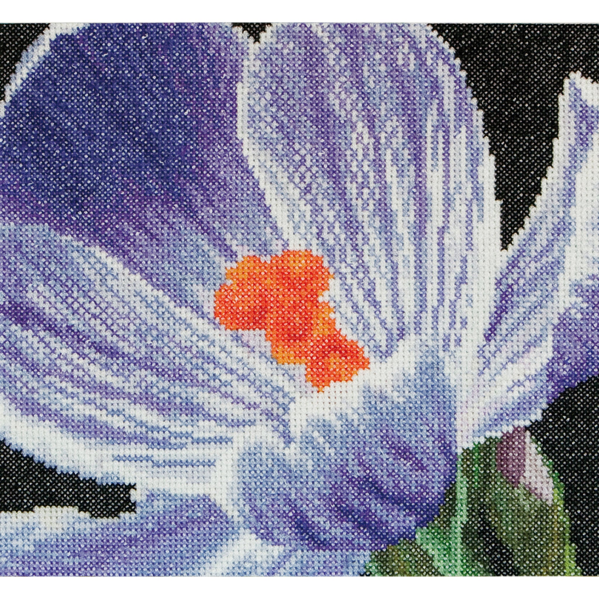 Crocus - Aida - 18 - 487A