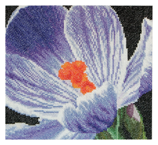 Crocus - Aida - 18 - 487A