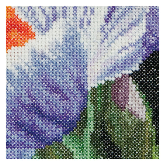 Crocus - Aida - 18 - 487A