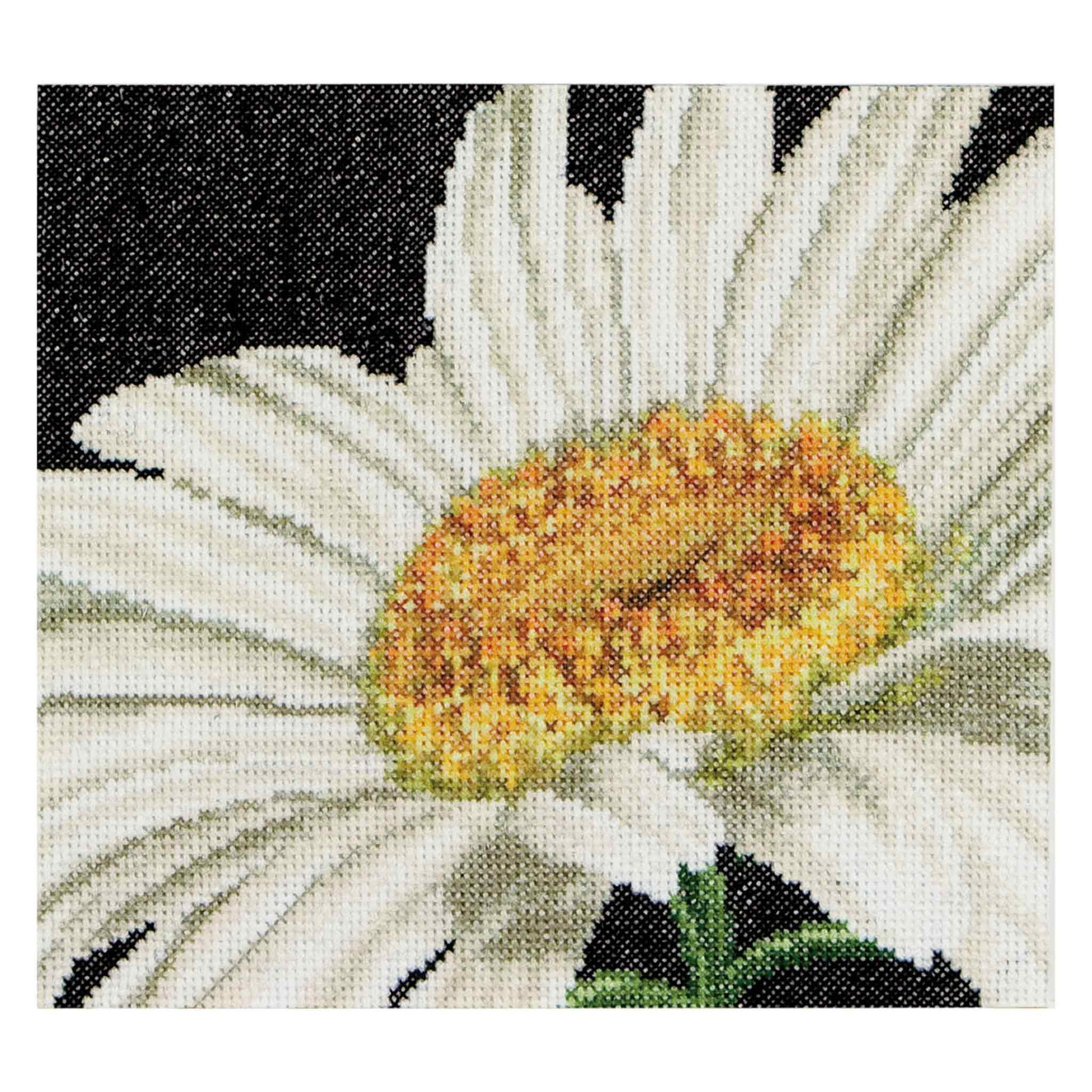 Close-up of a white daisy flower with a yellow center on a black background