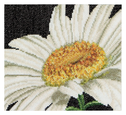 Marguerite - Aida - 18 - 490A