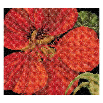 East Indian Cherry - Aida - 18 - 492A