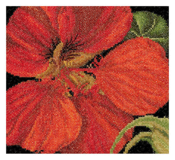 East Indian Cherry - Aida - 18 - 492A