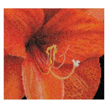 Amaryllis - Aida - 18 - 496A