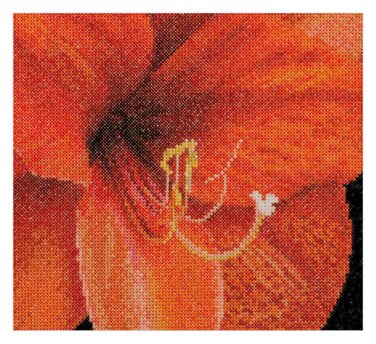 Amaryllis - Aida - 18 - 496A