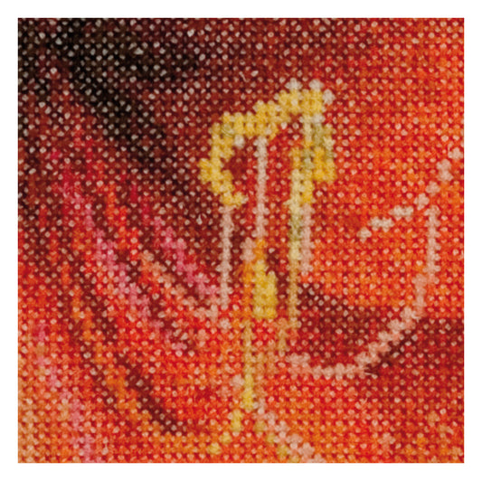 Amaryllis - Aida - 18 - 496A