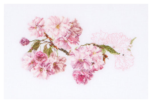 Prunus  - Aida - 18 - 512A