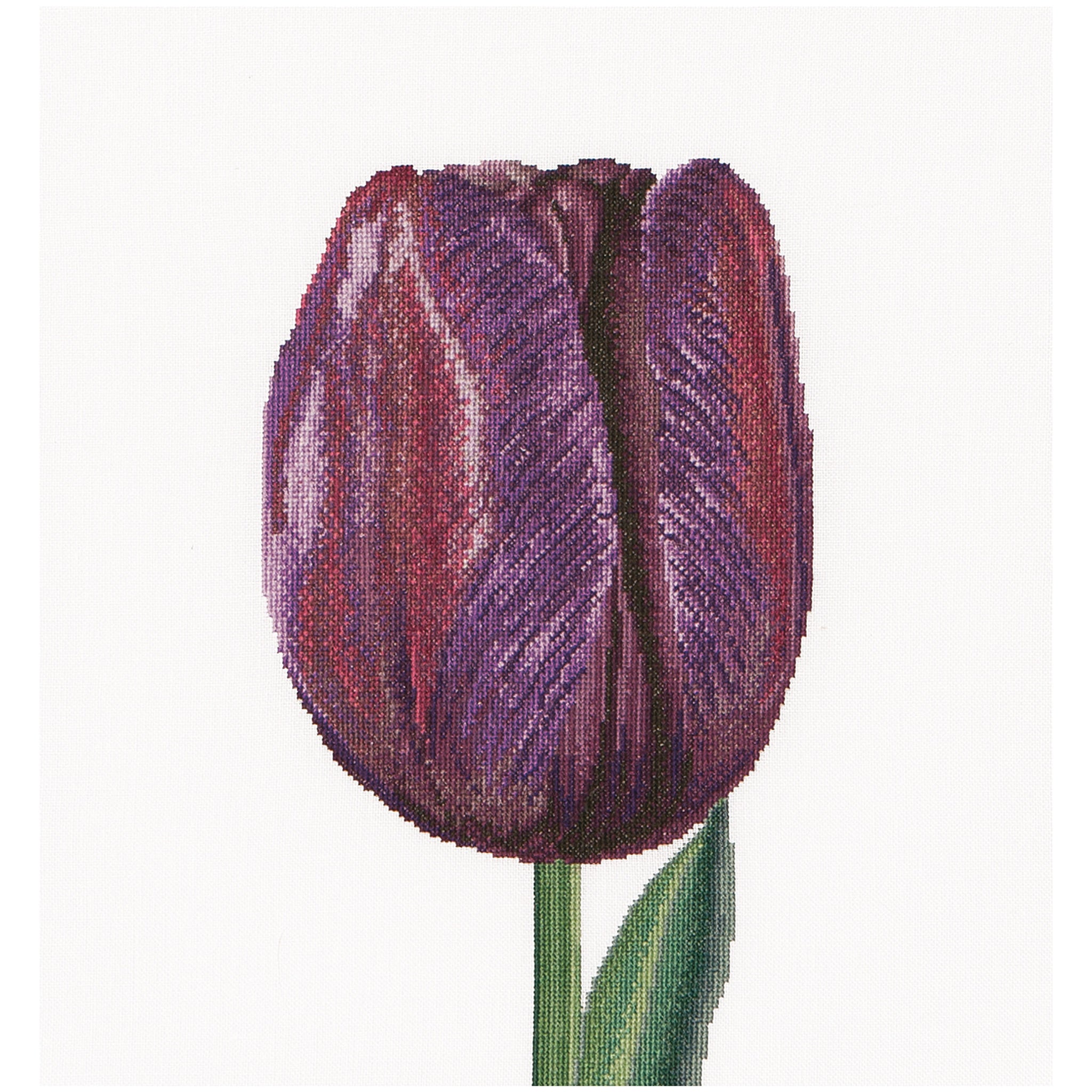 Purple Triumph Tulip - Linnen - 32 stuks - 514