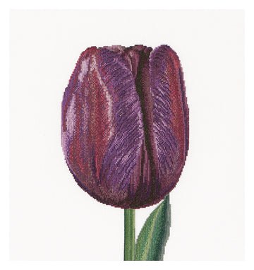 Purple Triumph Tulip - Linnen - 32 stuks - 514