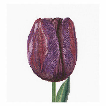 Lila Triumph-Tulpe – Leinen – 32 – 514