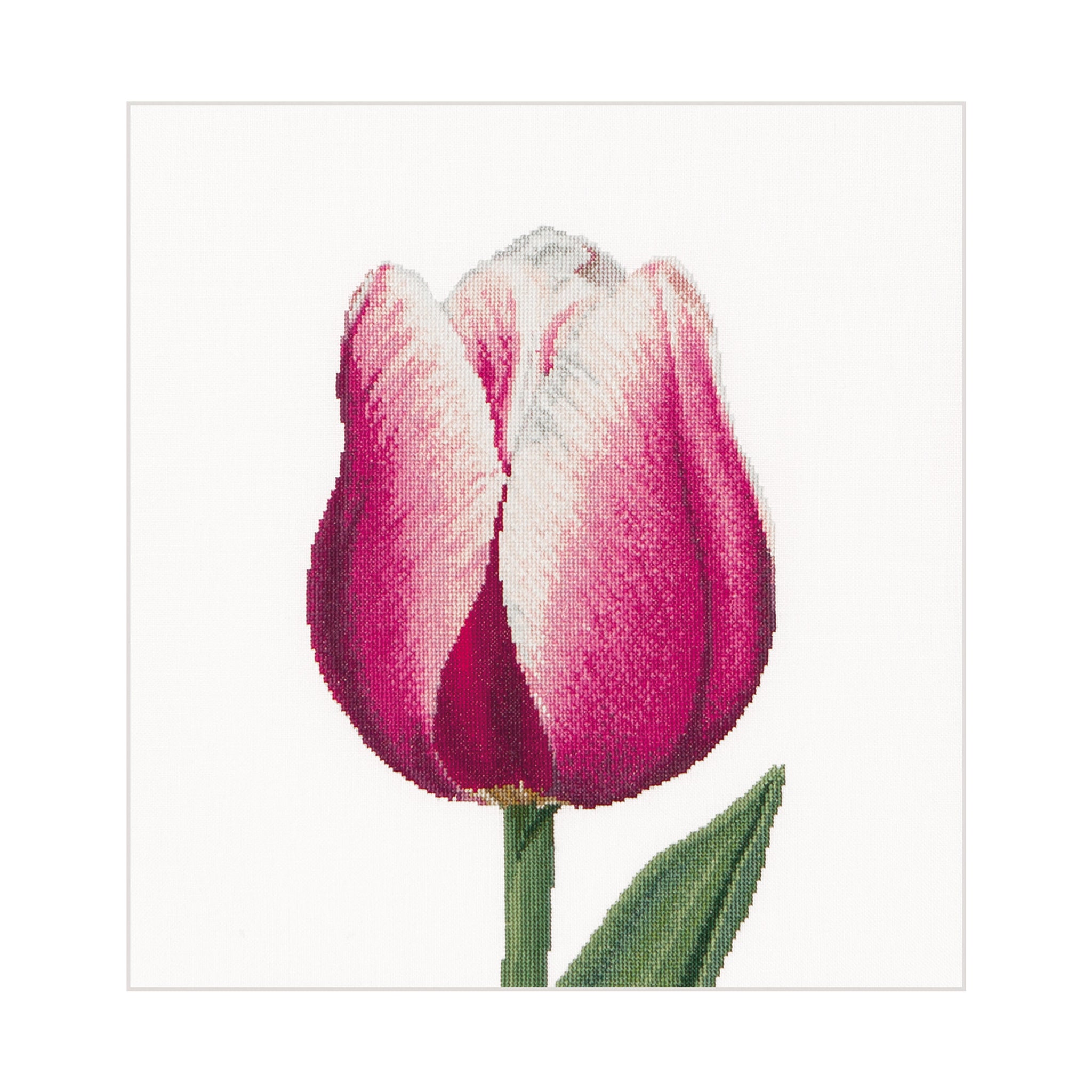 Red/White Triumph Tulip - Linen - 32 - 517