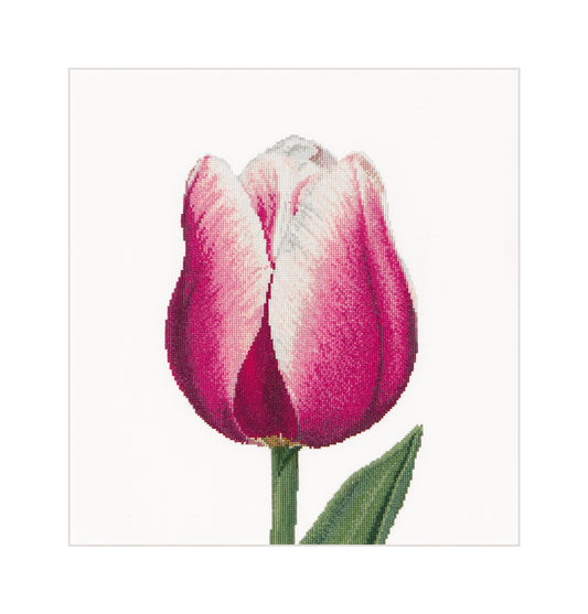 Red/White Triumph Tulip - Linen - 32 - 517