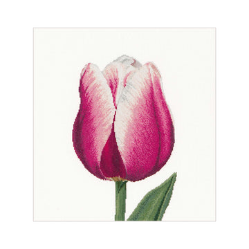 Rood/witte Triumph-tulp - Linnen - 32 - 517