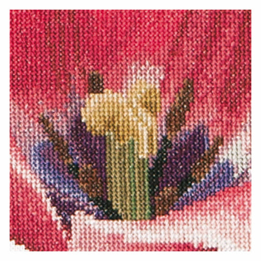 Pink Darwin Hybrid Tulip - Aida - 16 - 518A