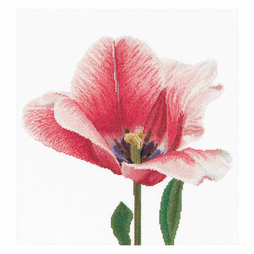 Pink Darwin Hybrid Tulip - Aida - 16 - 518A