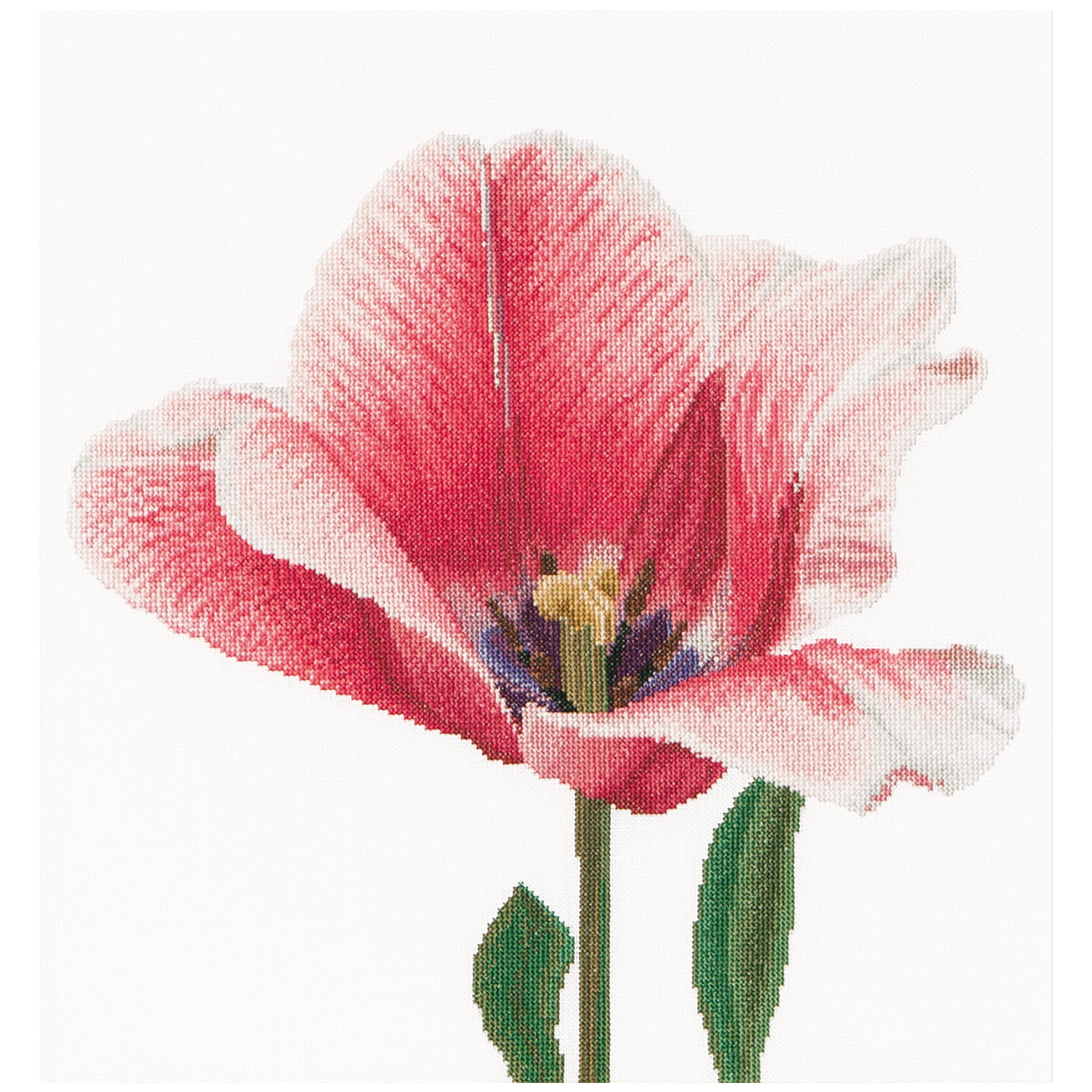 Pink Darwin Hybrid Tulip - Linen - 32 - 518