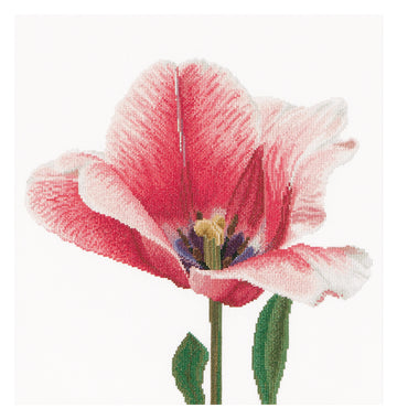 Pink Darwin Hybrid Tulip - Linen - 32 - 518