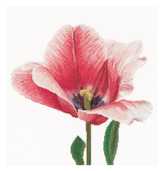 Pink Darwin Hybrid Tulip - Linen - 32 - 518