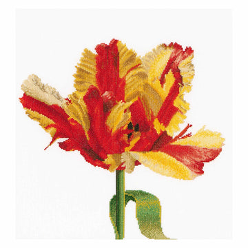 Red/Yellow Parrot tulip - Aida - 16 - 519A
