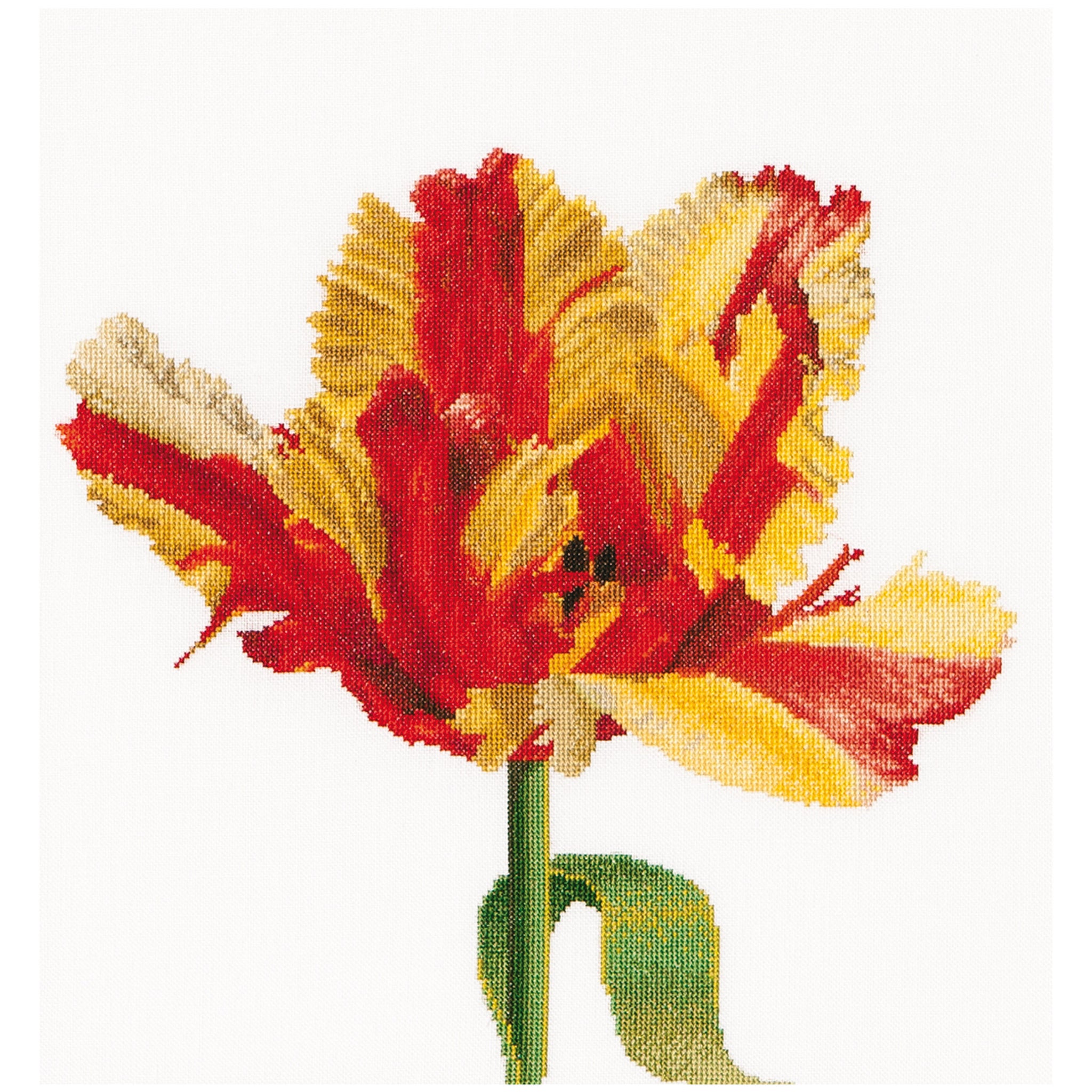 Rood/Gele Papegaaitulp - Aida - 16 stuks - 519A