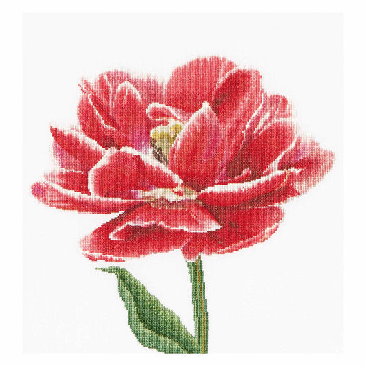 Close-up of a red flower with green stem on a white background