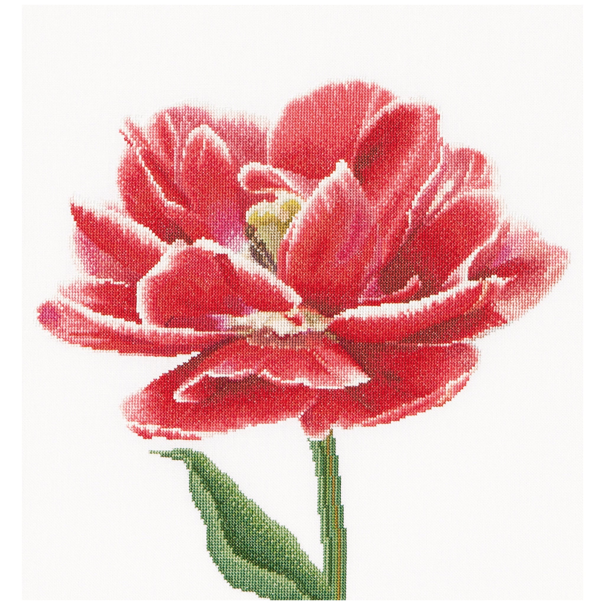 Rood/Witgerande Vroege Dubbele Tulp - Aida - 16 stuks - 520A