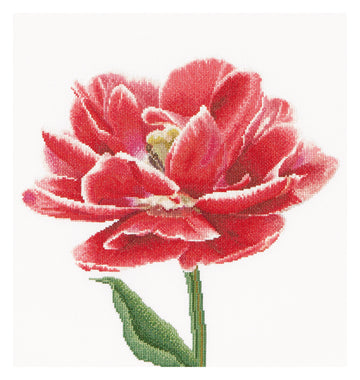 Rood/Witgerande Vroege Dubbele Tulp - Aida - 16 stuks - 520A