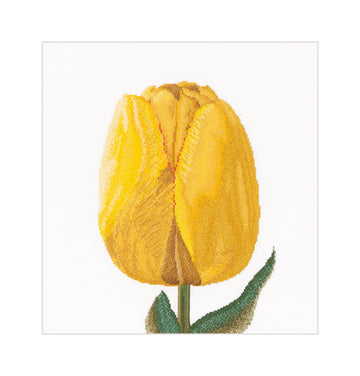 Gele hybride tulp - linnen - 32 stuks - 522