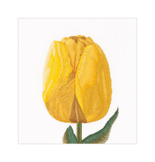 Yellow Hybrid Tulip - Linen - 32 - 522