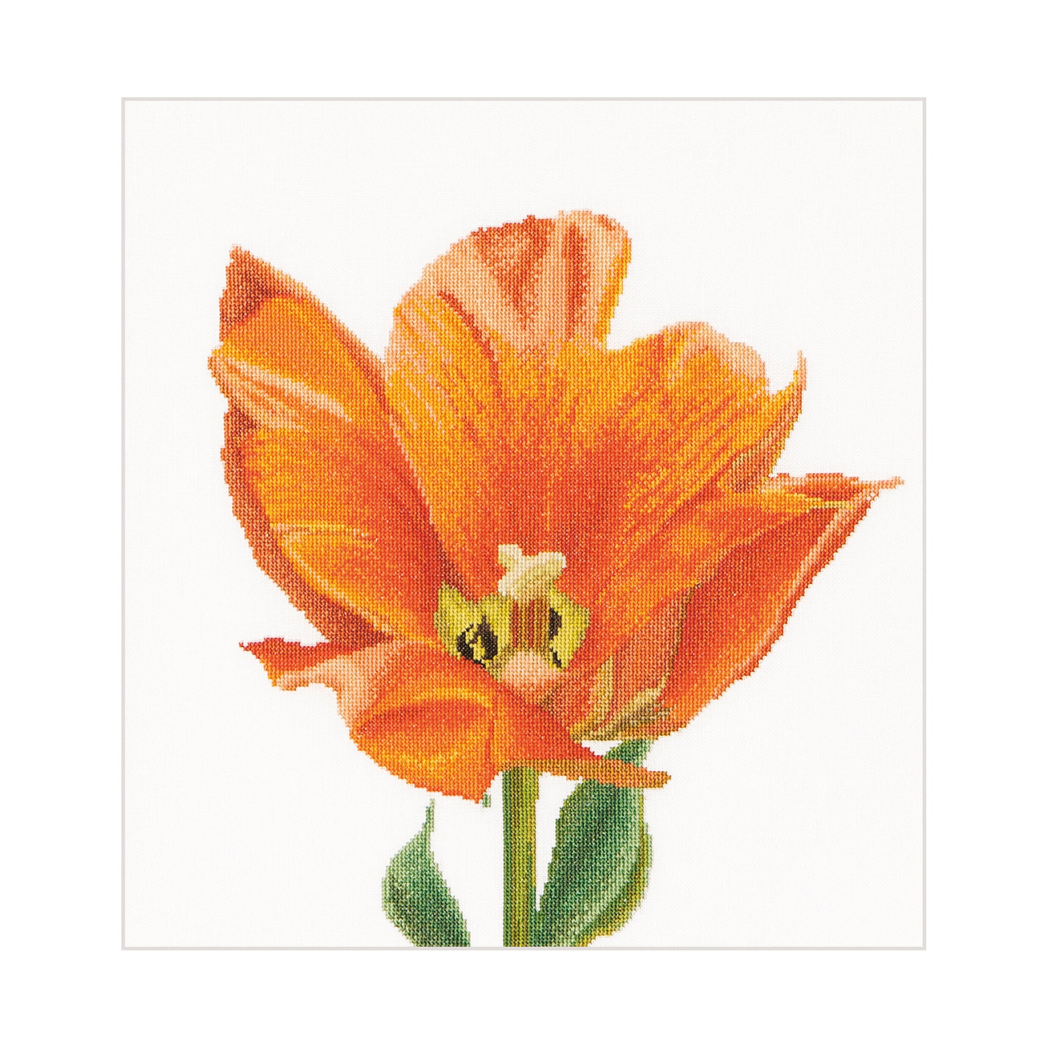 Orange Triumph Tulip - Linen - 32 - 523