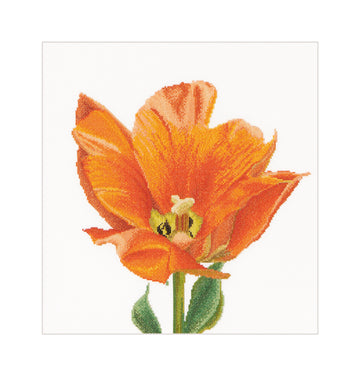 Orange Triumph Tulip - Linen - 32 - 523