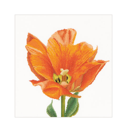 Orange Triumph Tulip - Linen - 32 - 523