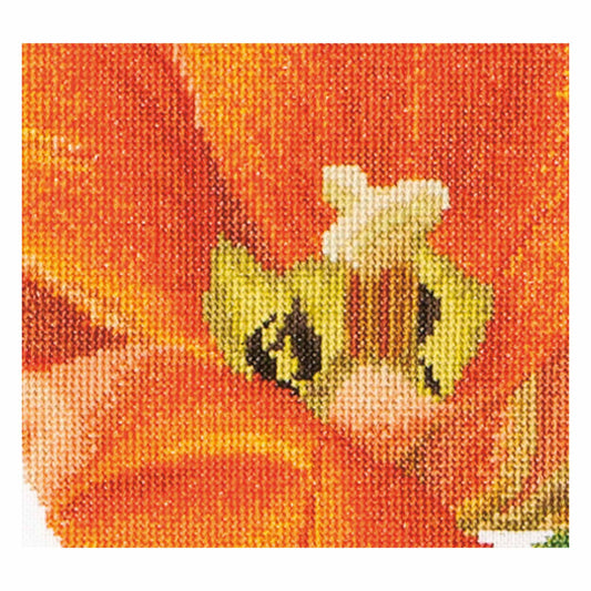 Orange Triumph Tulip - Linen - 32 - 523