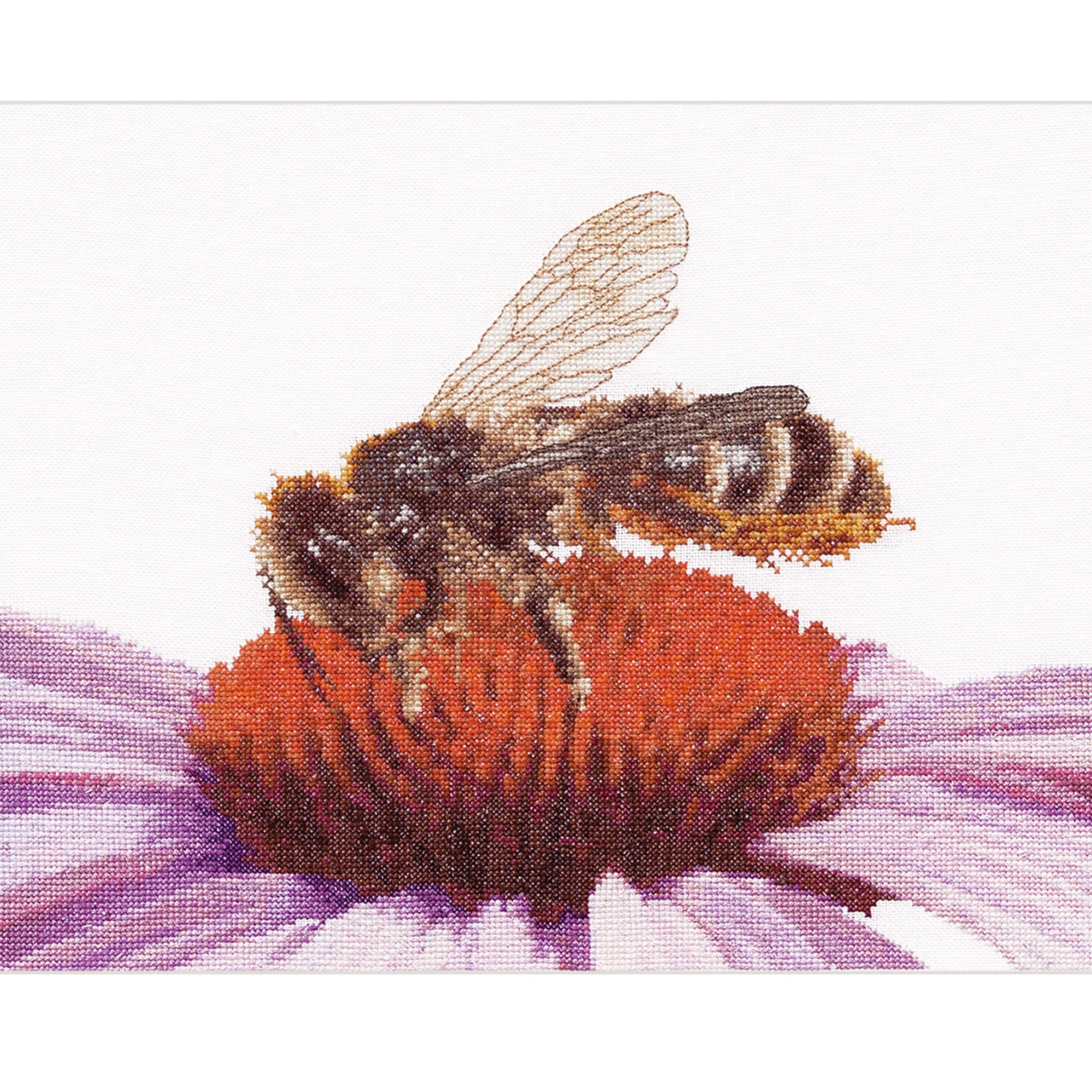 Bij op Echinacea - Aida - 18 stuks - 549A