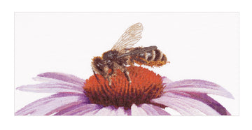 Bij op Echinacea - Aida - 18 stuks - 549A