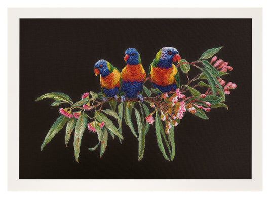 Lorrikeets - Aida Black - 16 - 553.05
