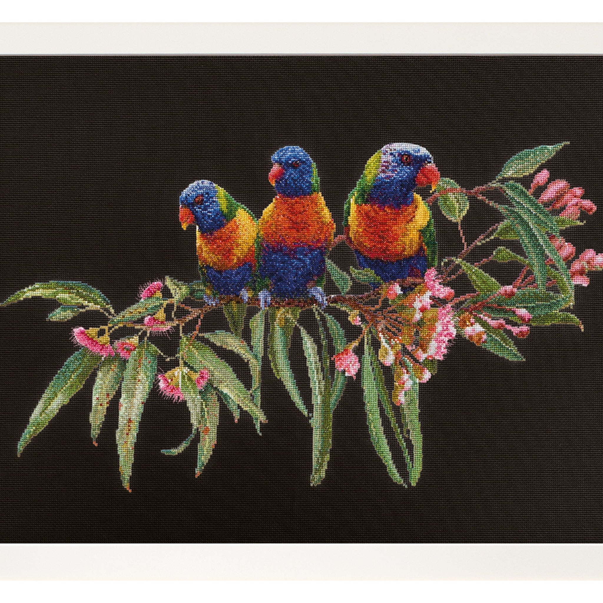 Lorrikeets - Aida Black - 16 - 553.05